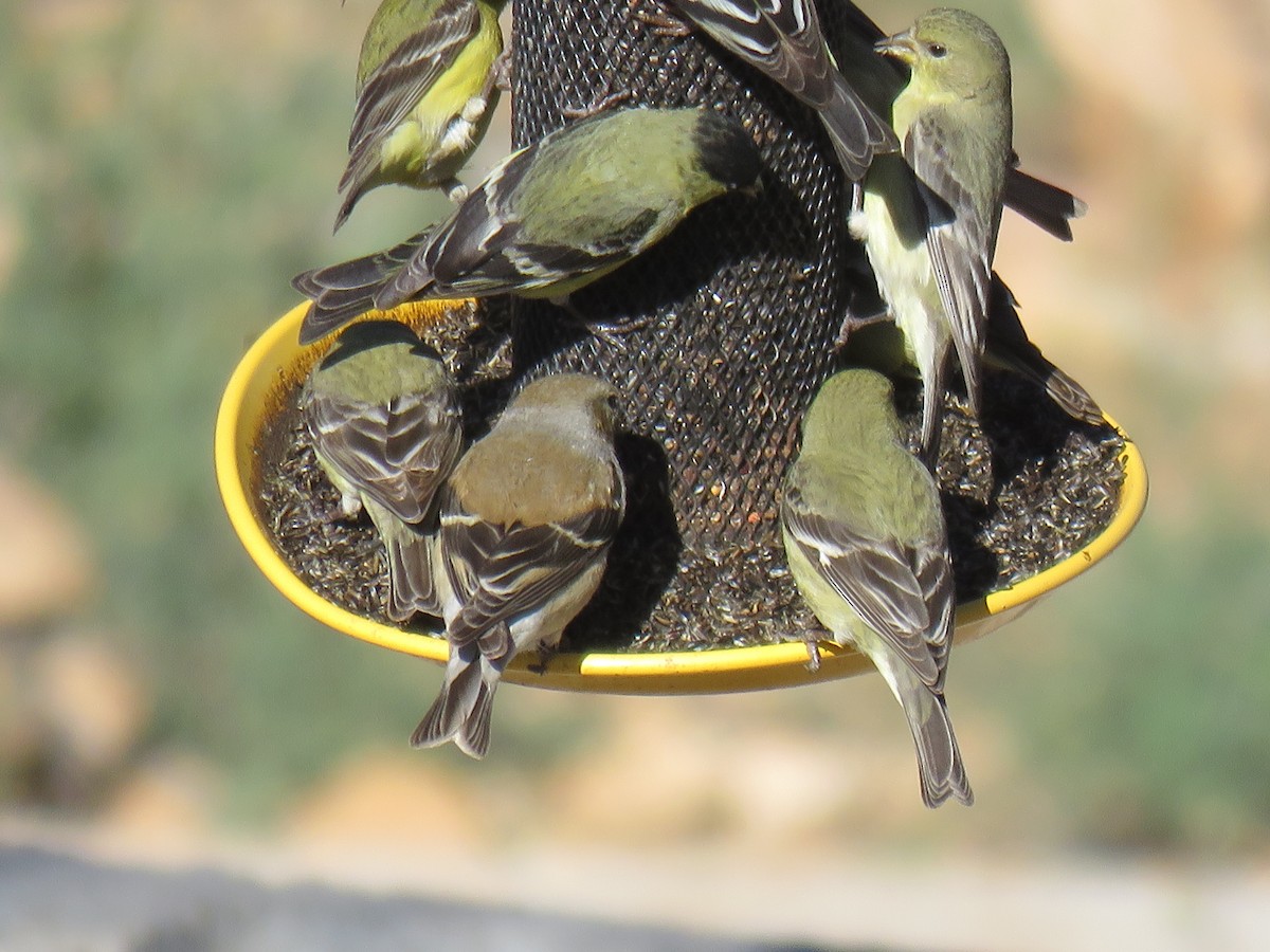 American Goldfinch - ML615754841