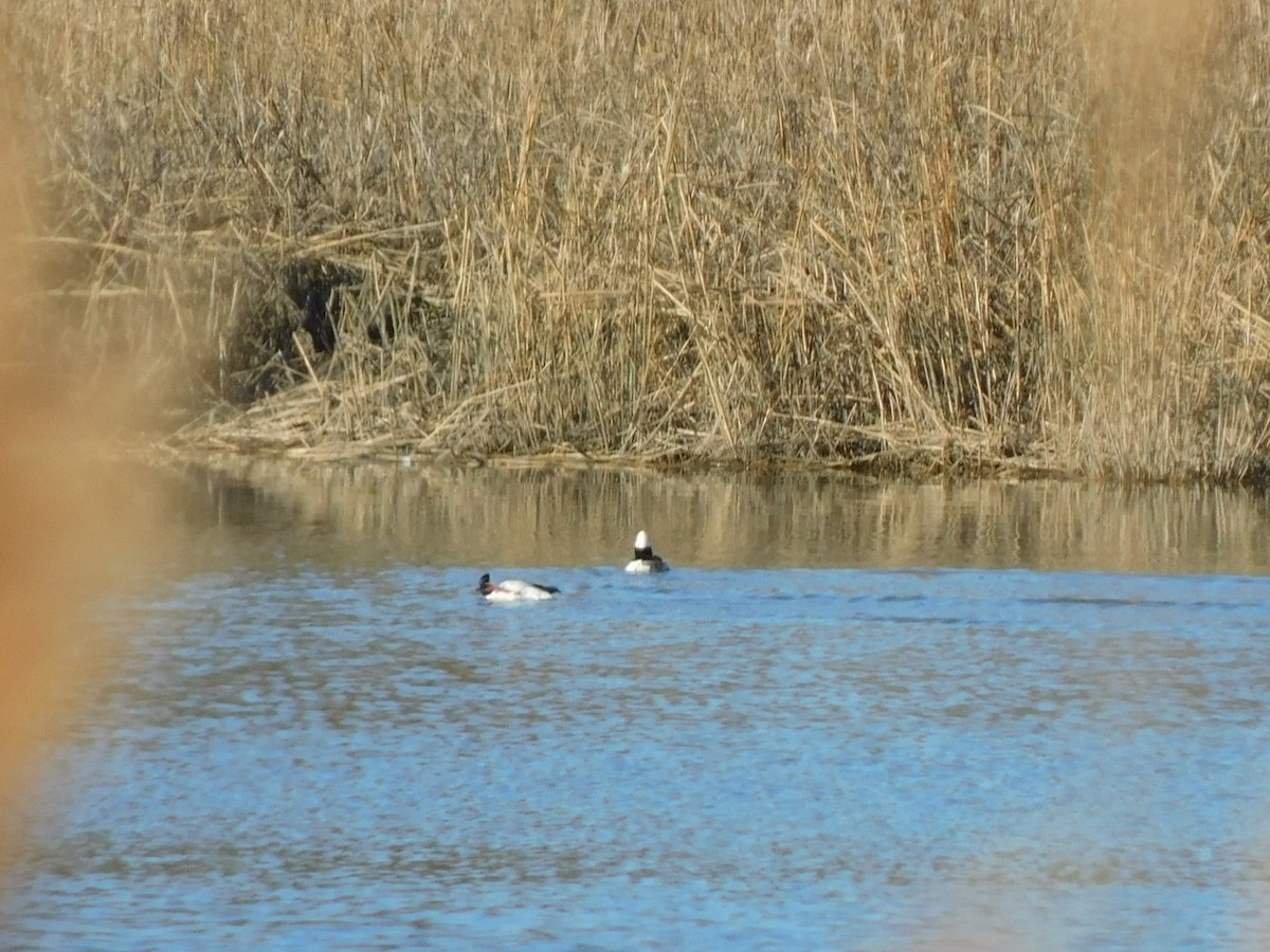 Bufflehead - ML615754886