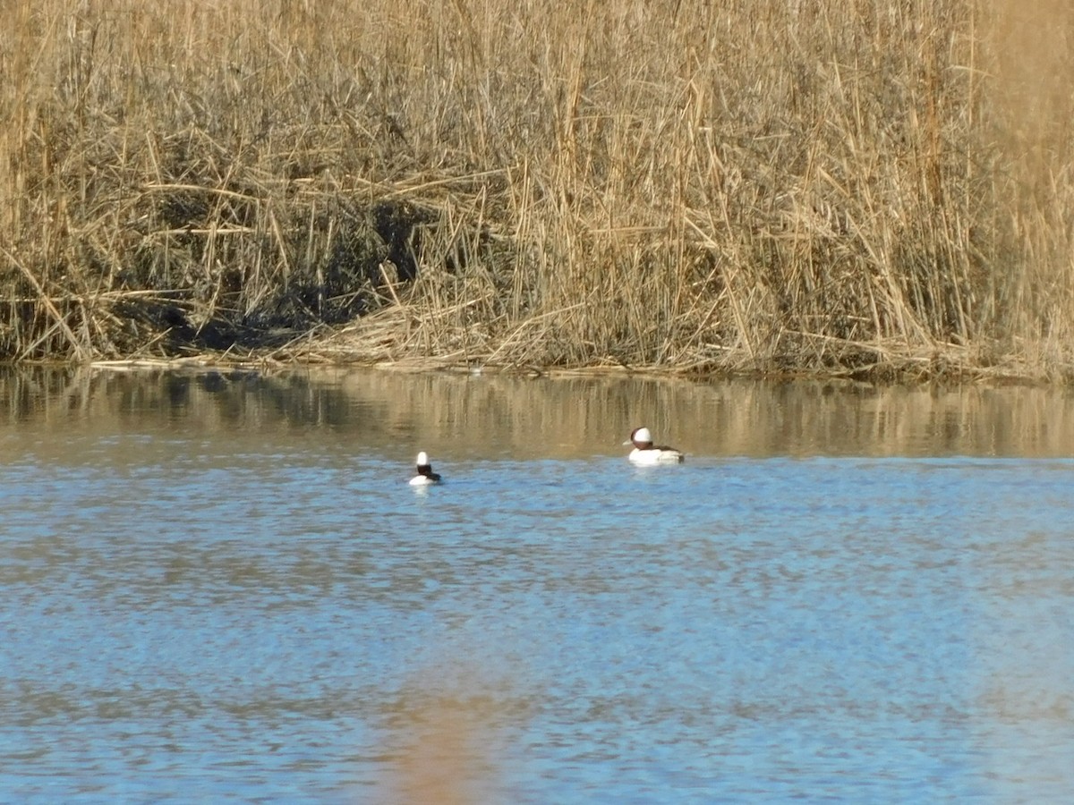 Bufflehead - ML615754888