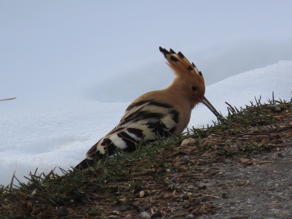 Eurasian Hoopoe - ML615754898