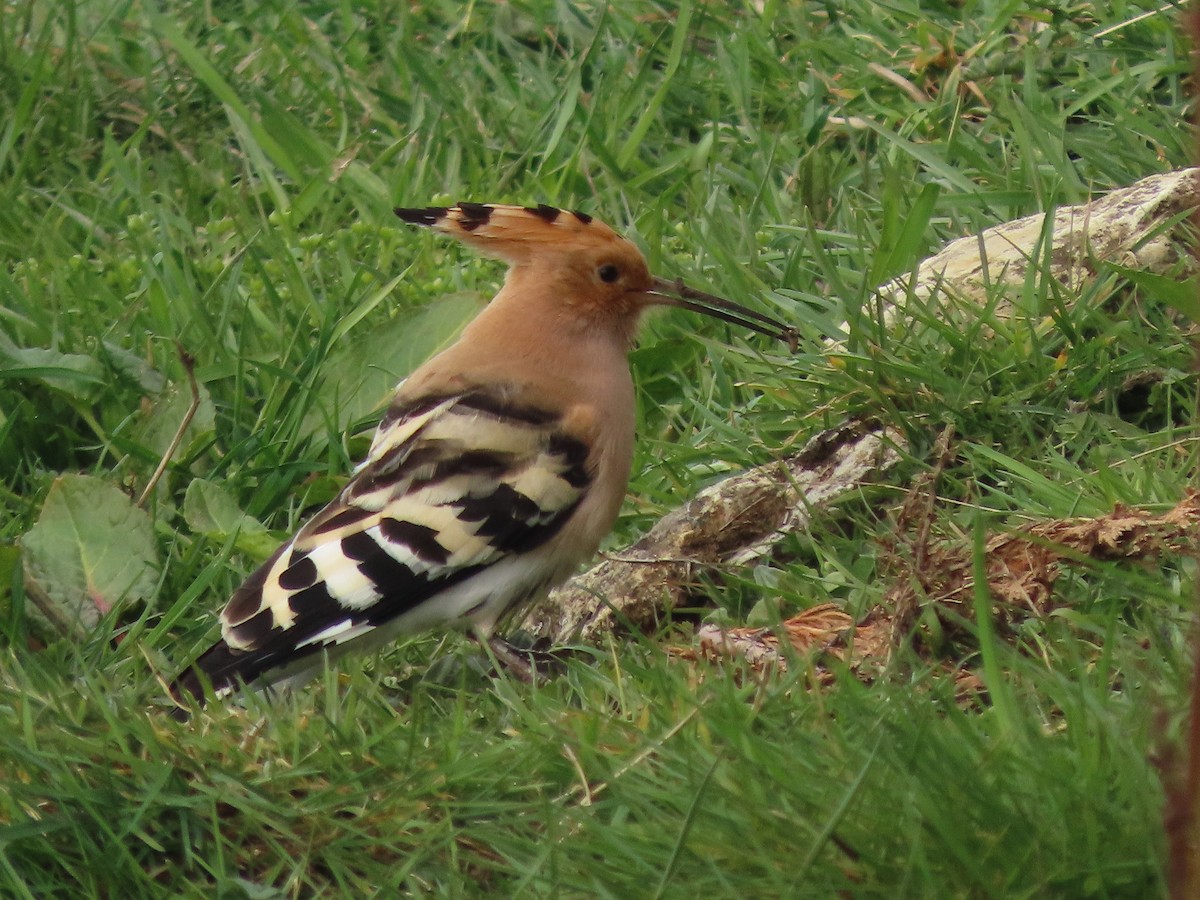 Eurasian Hoopoe - ML615754954