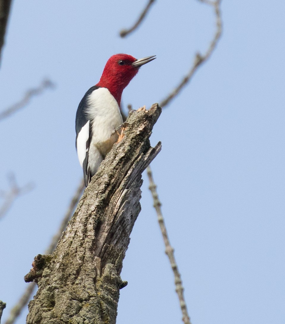 Red-headed Woodpecker - ML615754959