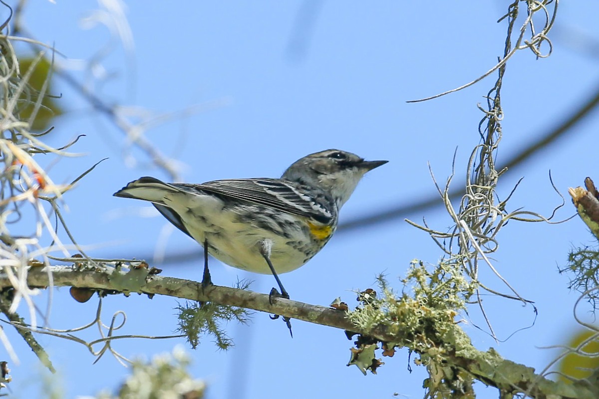 Yellow-rumped Warbler - ML615754963