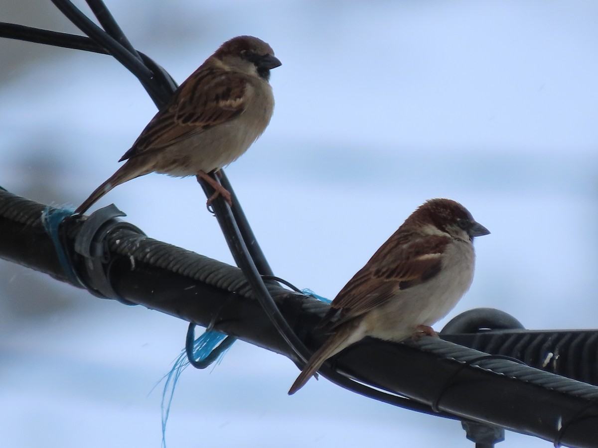 Moineau domestique - ML615754971