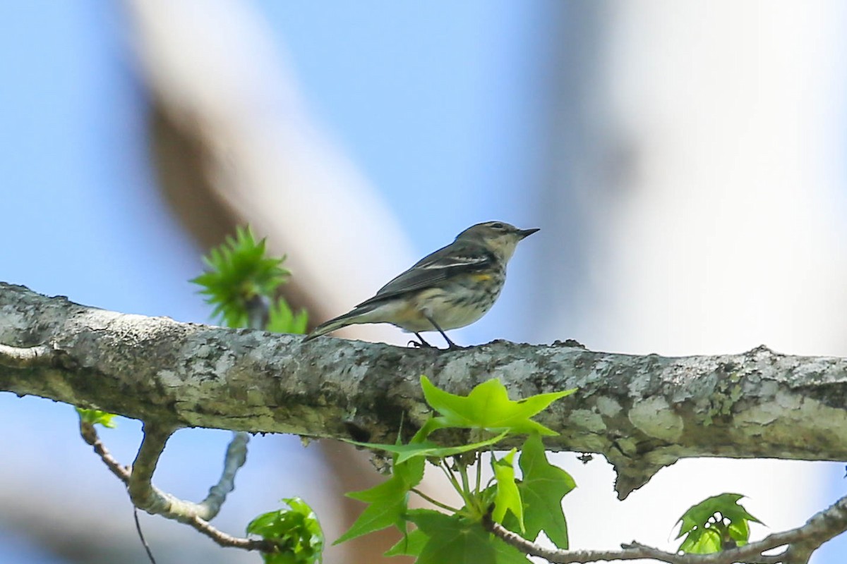 Yellow-rumped Warbler - ML615755011