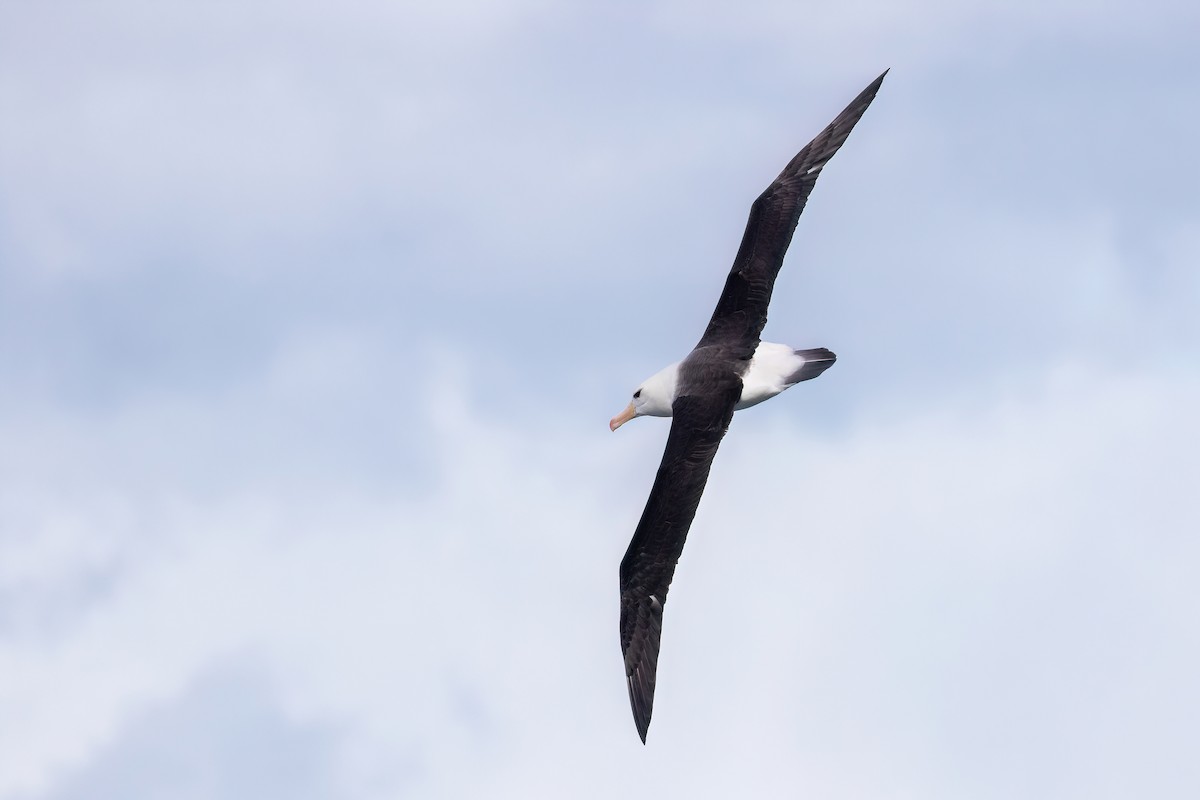 Black-browed Albatross - Marcos Eugênio Birding Guide