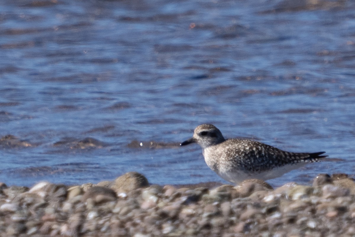 Black-bellied Plover - ML615755078