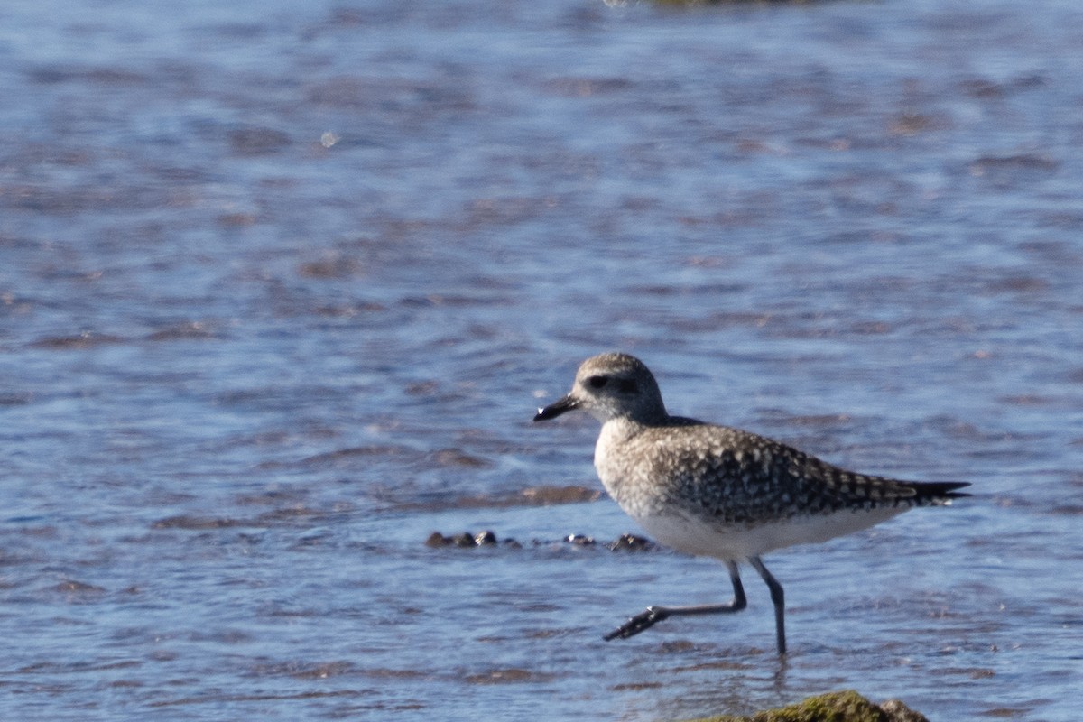 Black-bellied Plover - ML615755079