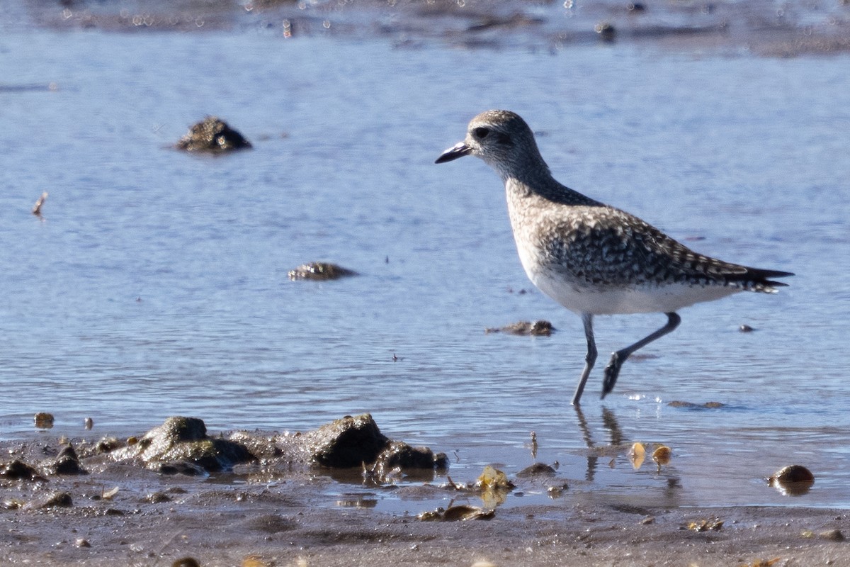 Black-bellied Plover - ML615755080