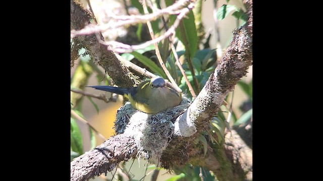 Long-tailed Silky-flycatcher - ML615755110