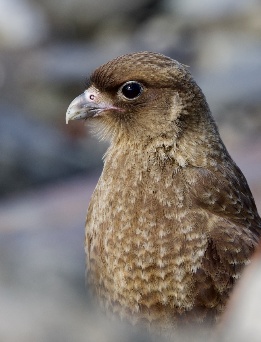 Caracara chimango - ML615755191