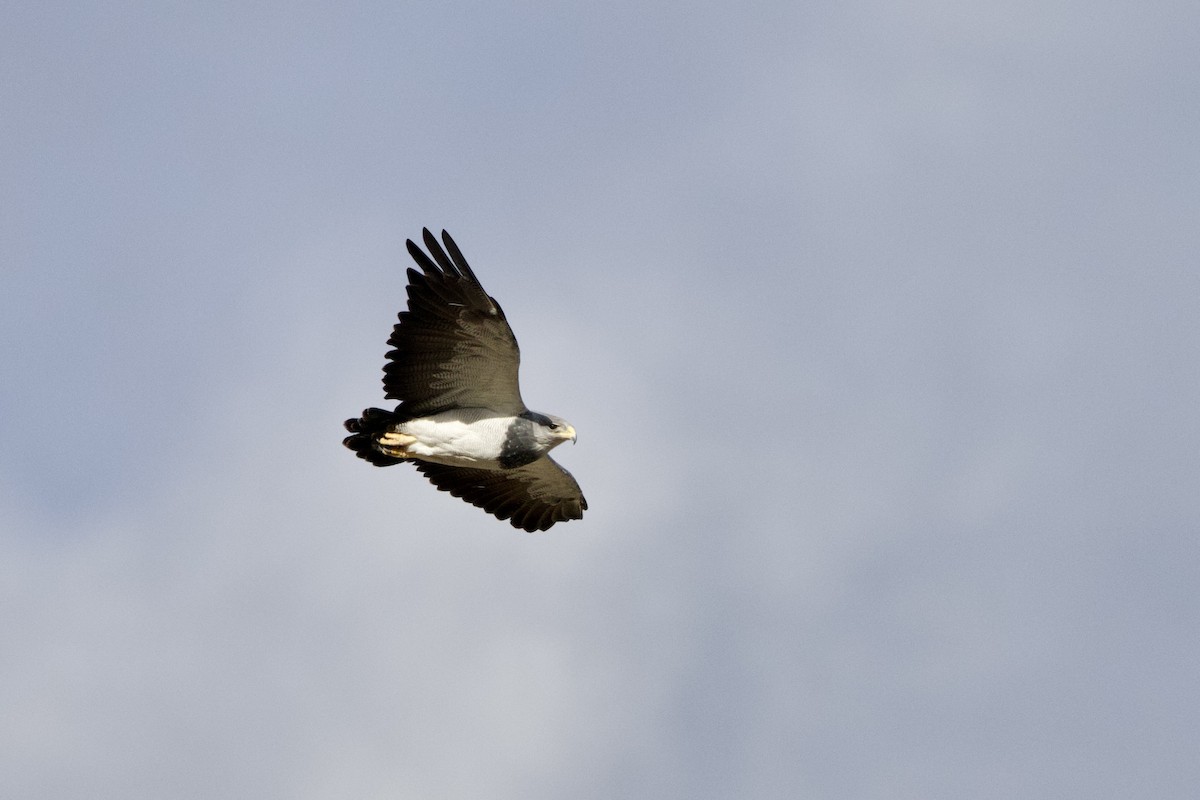 Black-chested Buzzard-Eagle - ML615755253