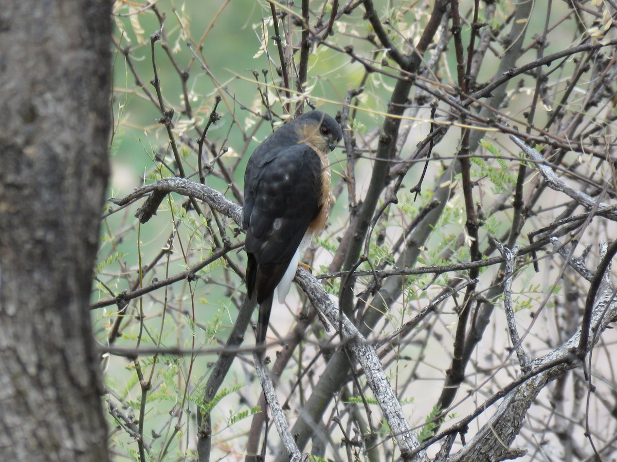 Sharp-shinned Hawk (Northern) - ML615755283