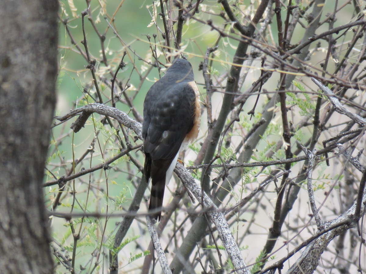 Sharp-shinned Hawk (Northern) - ML615755285