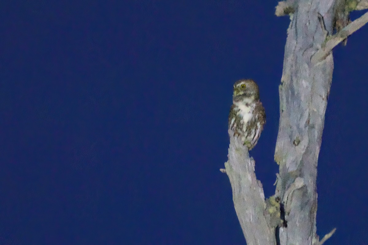 Austral Pygmy-Owl - Steve Bielamowicz