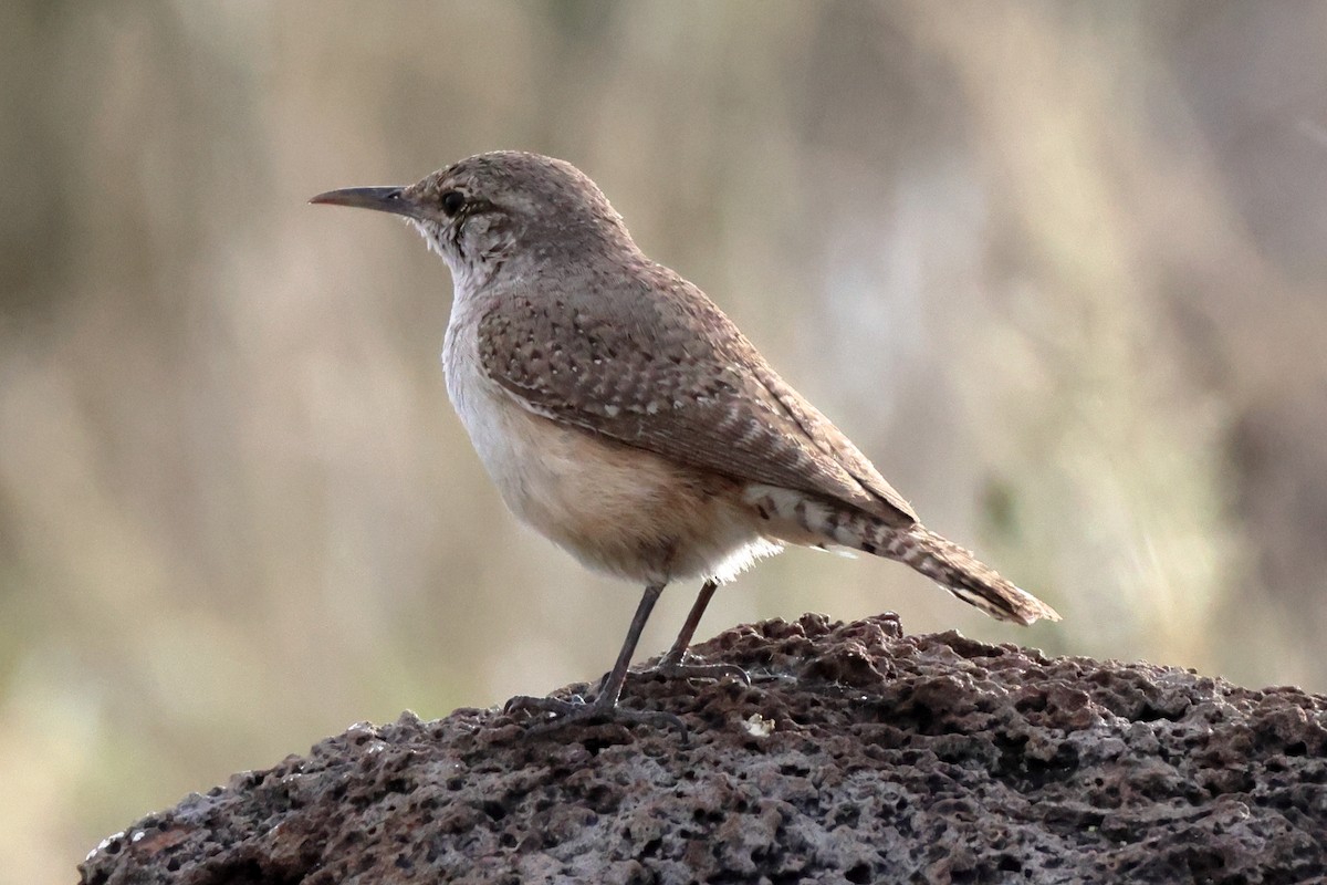 Rock Wren (Northern) - Mark Miller