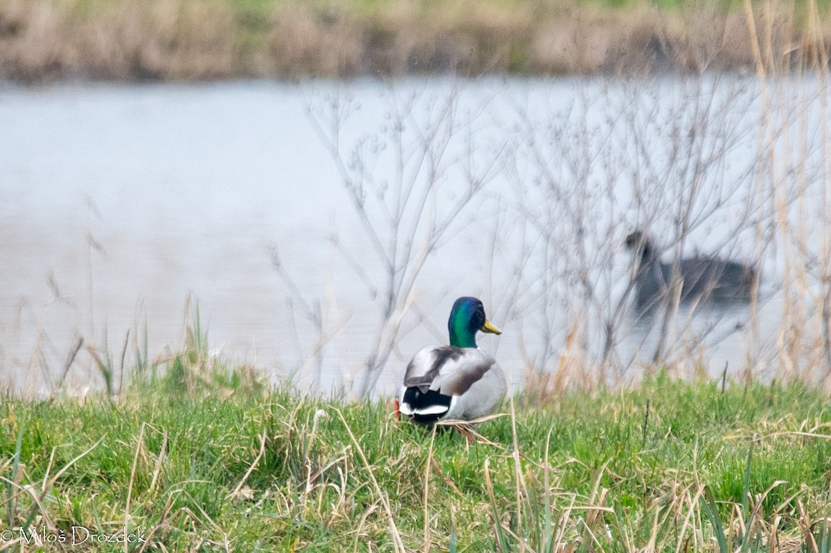 Mallard - Miloš Drozdek