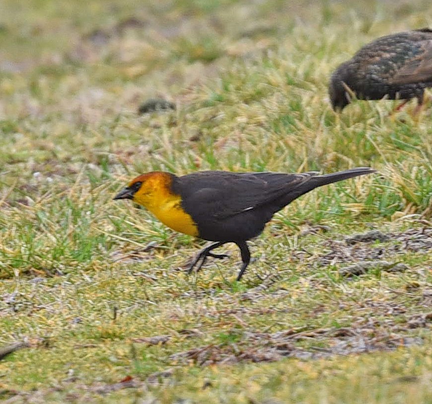 Yellow-headed Blackbird - Barbara Strobino