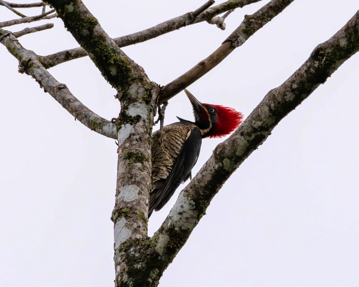 Lineated Woodpecker - ML615755421