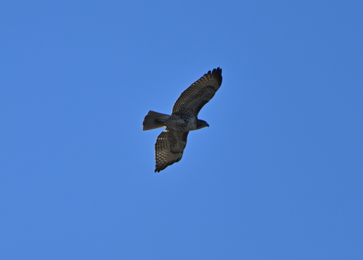 Red-tailed Hawk - ML615755531