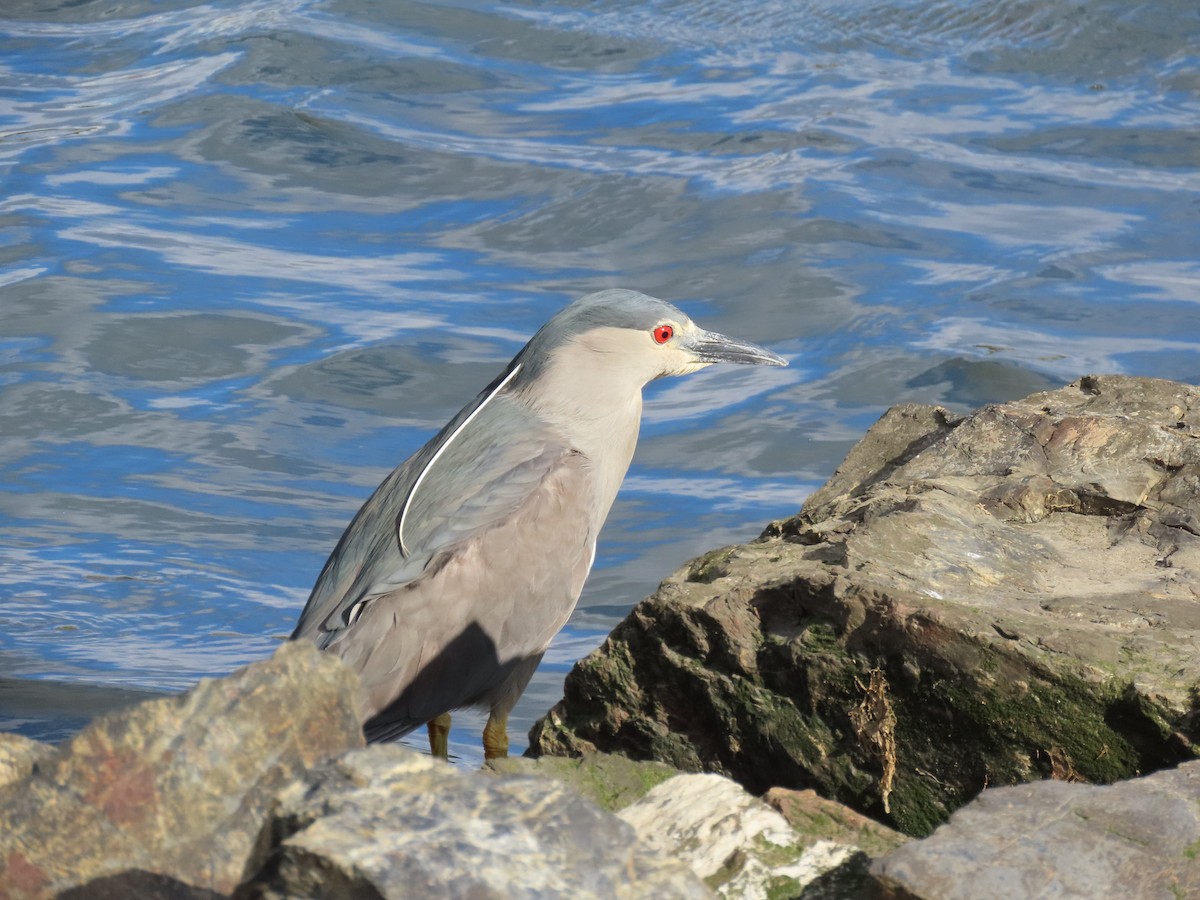 Black-crowned Night Heron (Dusky) - ML615755661