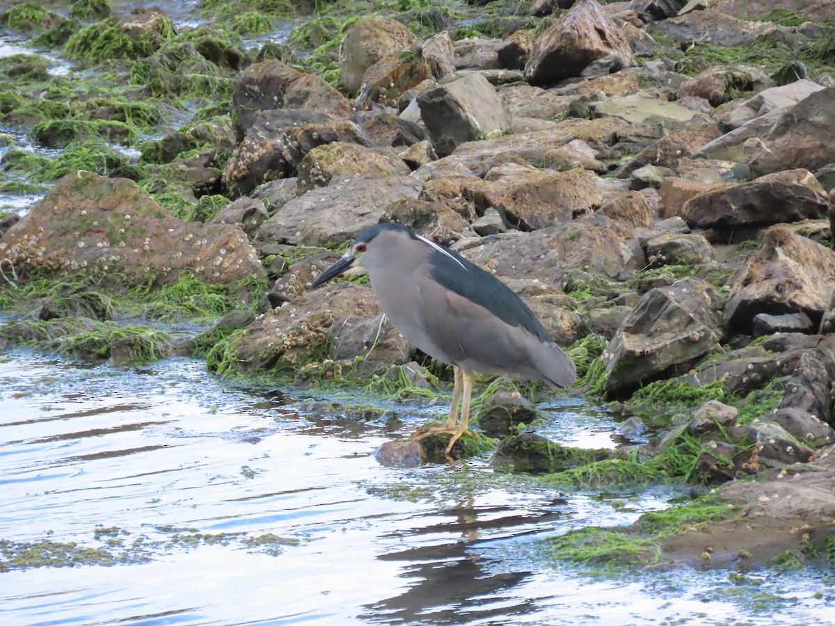 Black-crowned Night Heron (Dusky) - Ray Duffy