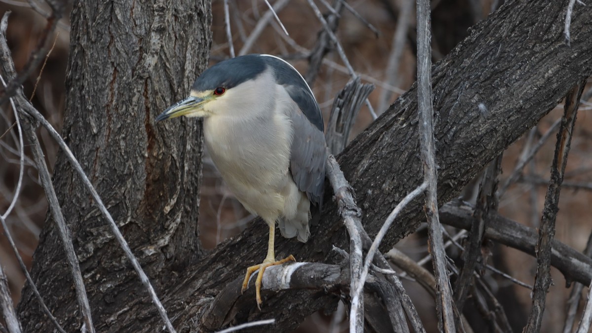 Black-crowned Night Heron - ML615755668