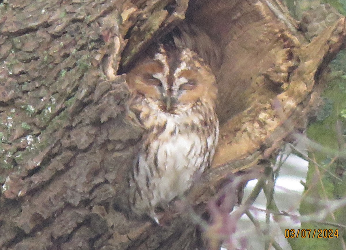 Tawny Owl - John Gardiner