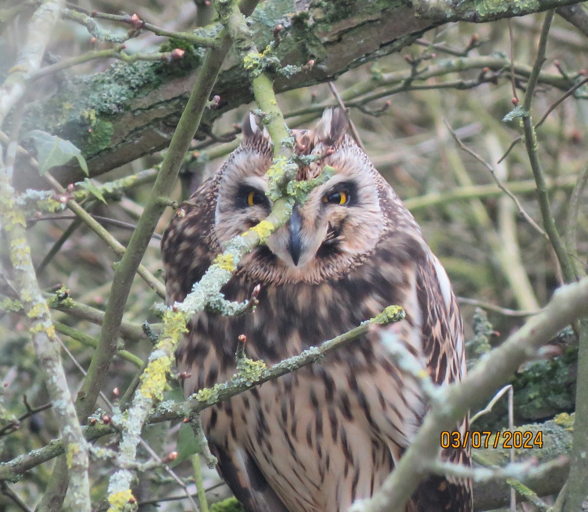 Short-eared Owl - ML615755686