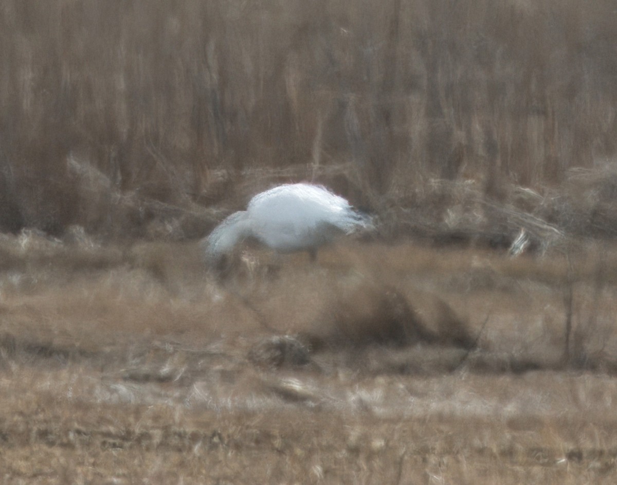 Snow Goose - ML615755772