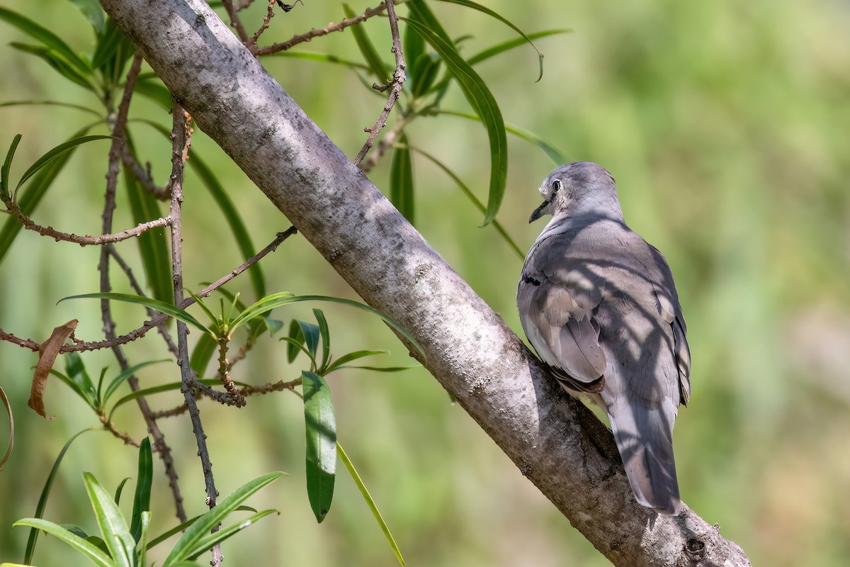 Picui Ground Dove - Marcos Eugênio Birding Guide