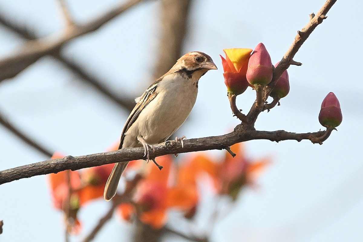 Chestnut-crowned Sparrow-Weaver - Alvaro Rodríguez Pomares