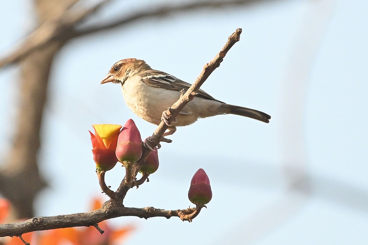 Chestnut-crowned Sparrow-Weaver - Alvaro Rodríguez Pomares