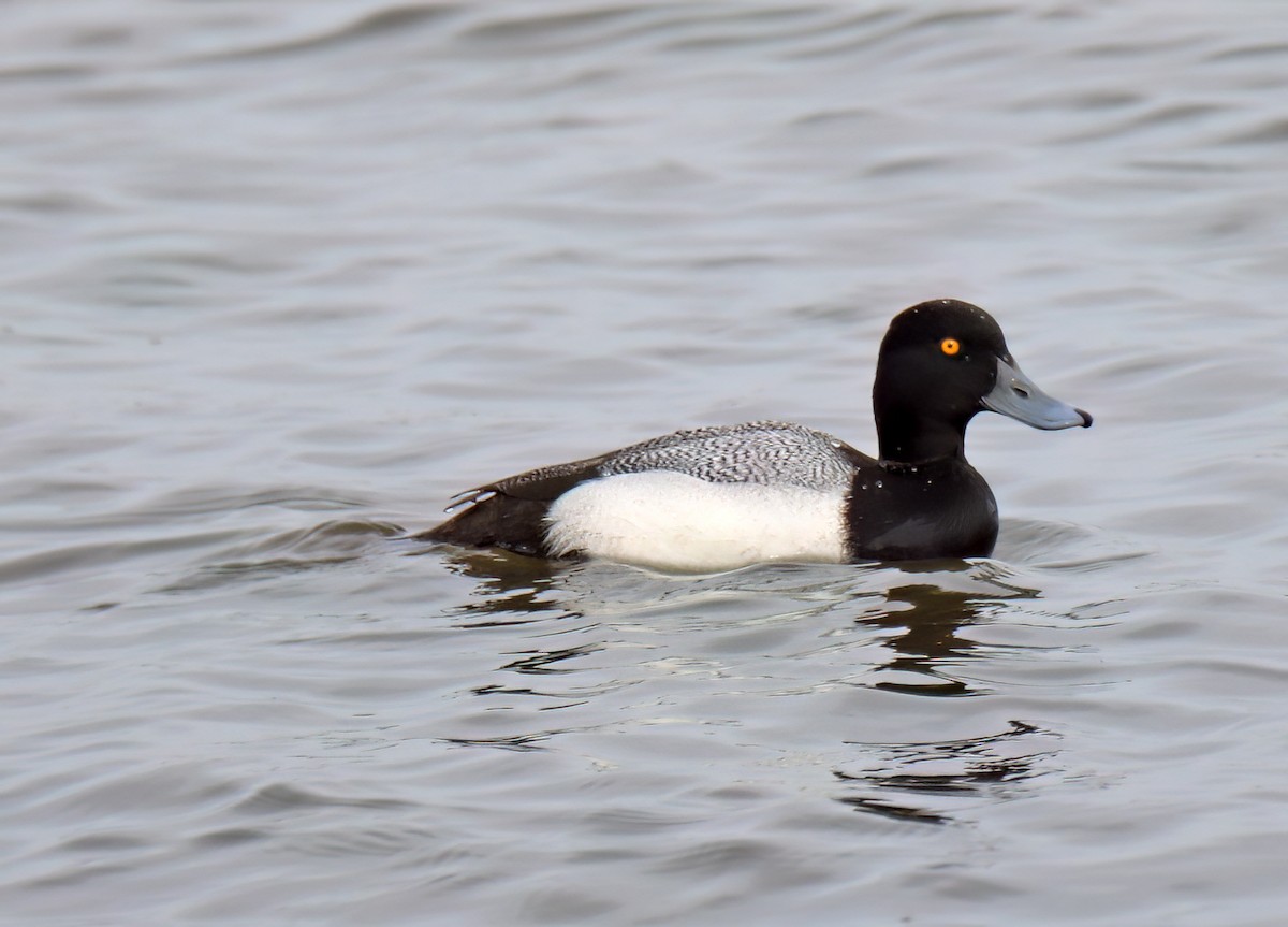 Lesser Scaup - ML615755857