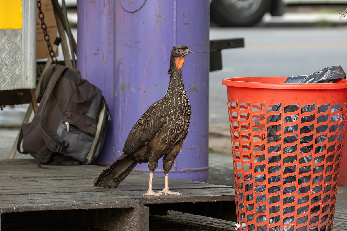 Dusky-legged Guan - ML615755890