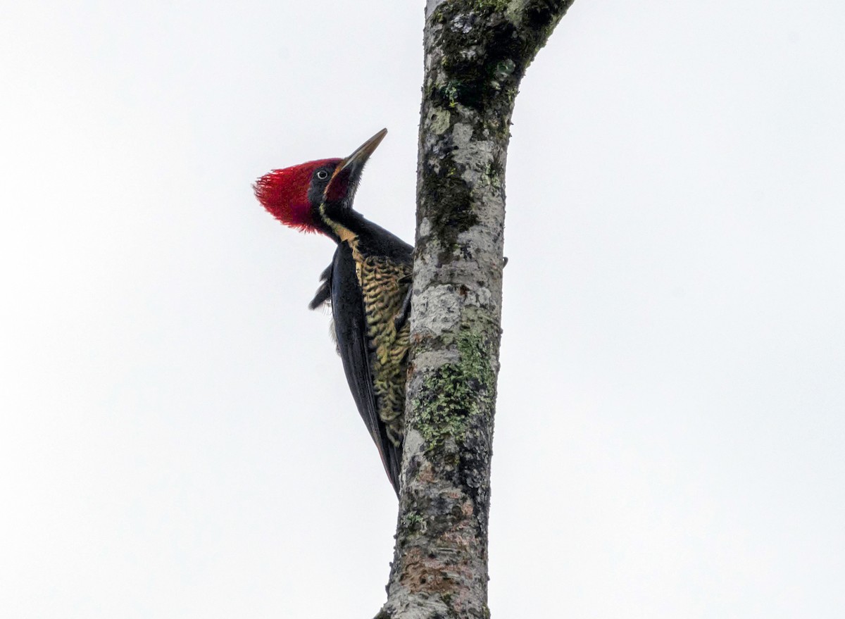 Lineated Woodpecker - ML615755902