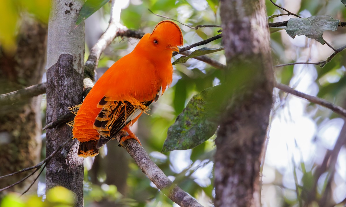 Guianan Cock-of-the-rock - ML615755951