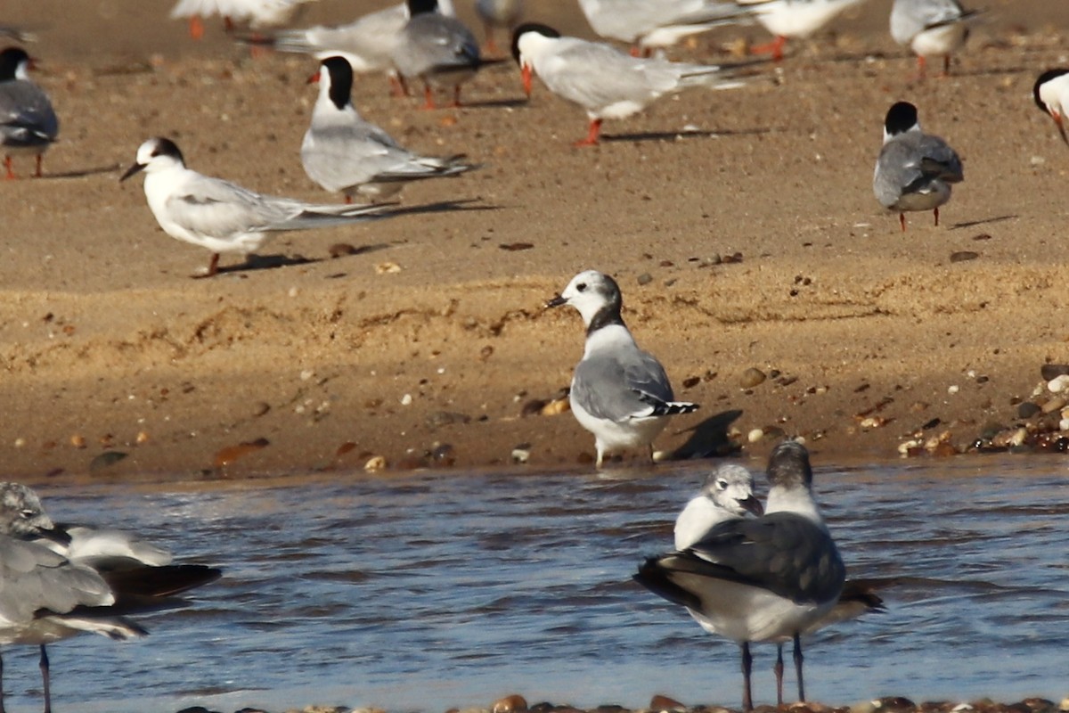 Sabine's Gull - Monica Nichols