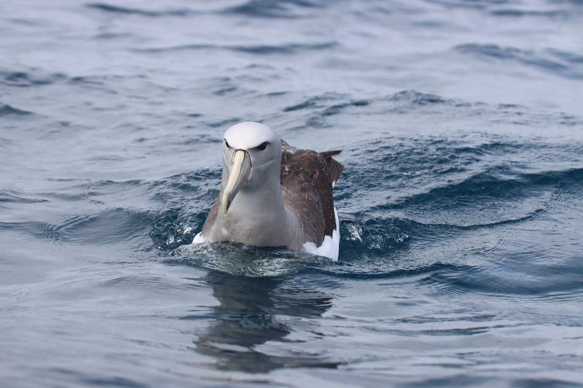 Salvin's Albatross - ML615756030