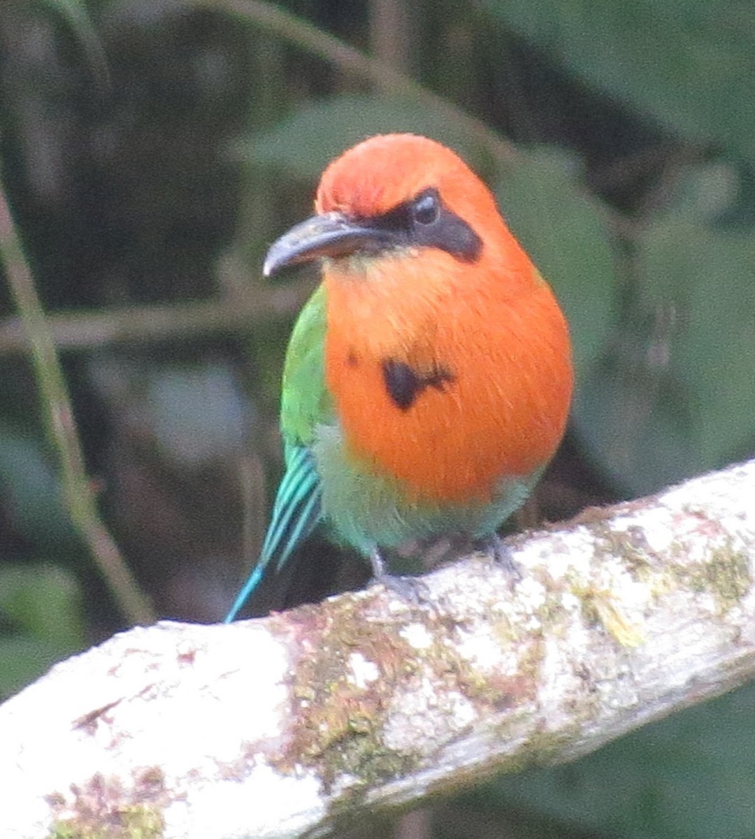 Broad-billed Motmot (Broad-billed) - Bill Elrick