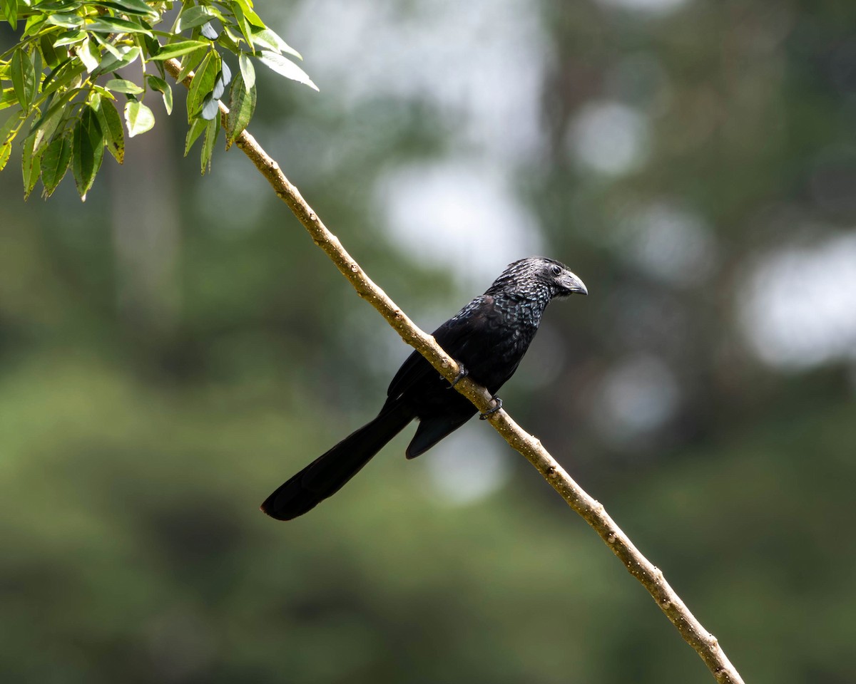 Groove-billed Ani - ML615756058