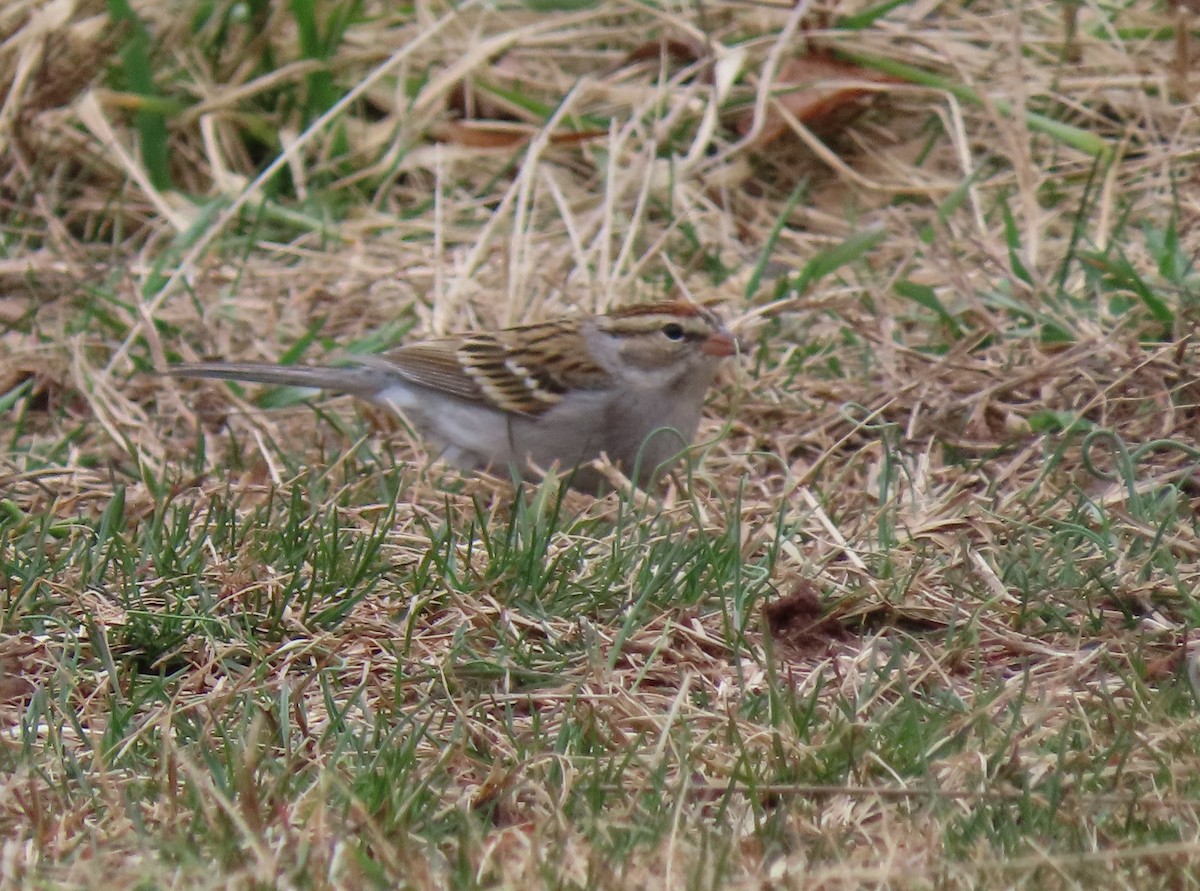Chipping Sparrow - ML615756060