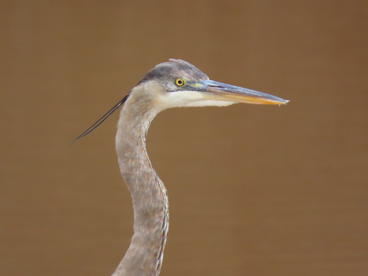 Great Blue Heron - Alan Boyd