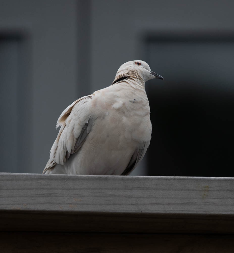 African Collared-Dove - ML615756115