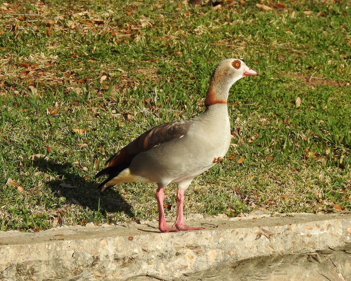 Egyptian Goose - ML615756189