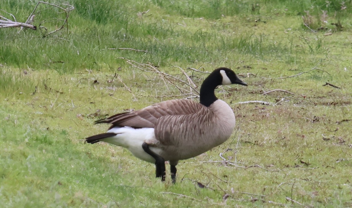 Canada Goose - Vince Folsom