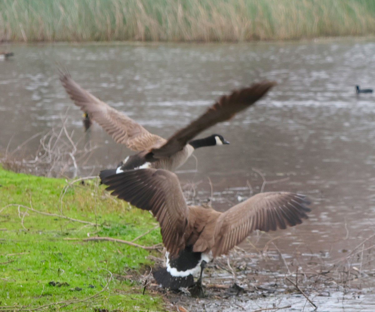 Canada Goose - Vince Folsom