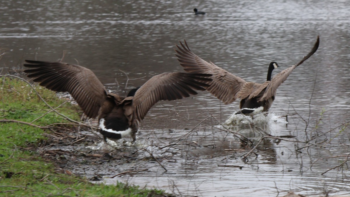 Canada Goose - ML615756209