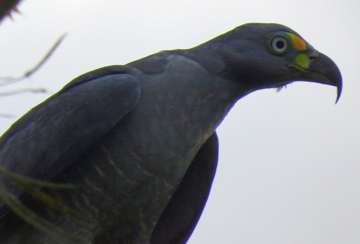 Hook-billed Kite (Hook-billed) - Bill Elrick