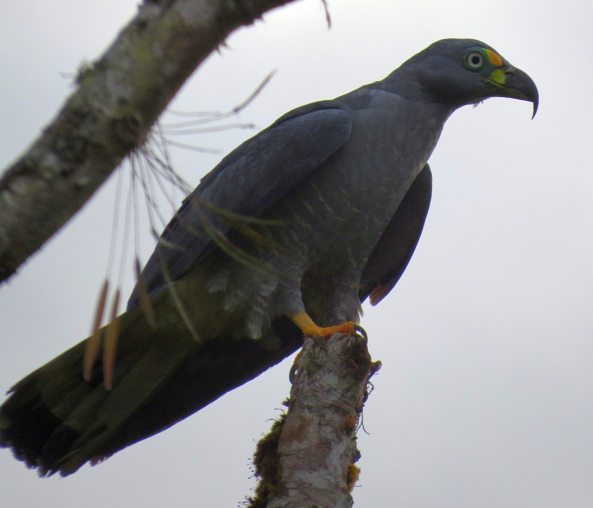 Hook-billed Kite (Hook-billed) - Bill Elrick